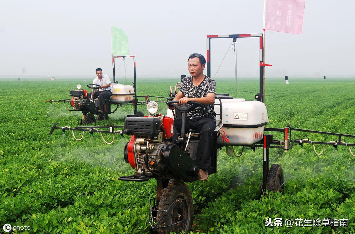 河南花生最新收購價格及指南